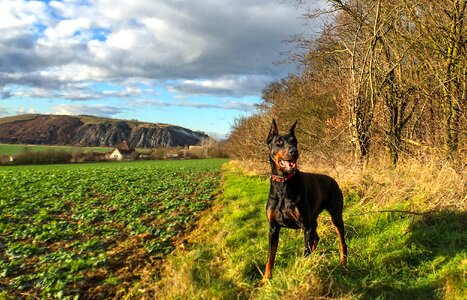 Pet field meadow