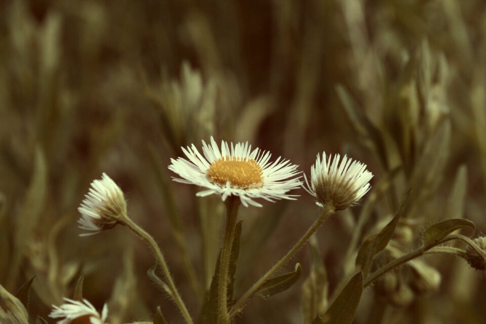 Wildflower nature spring