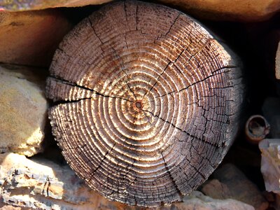 Rings section wood photo