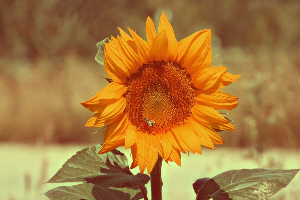 Sunflower nature spring