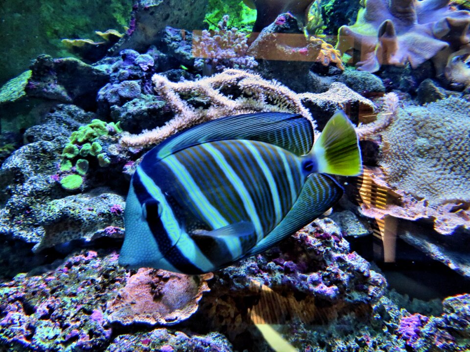 Zebra aquarium blue