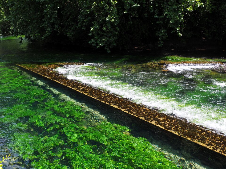 Green growth bach
