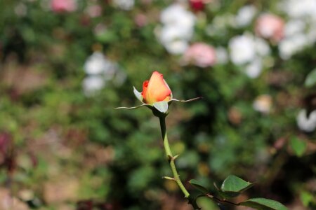 Rose bloom blossom