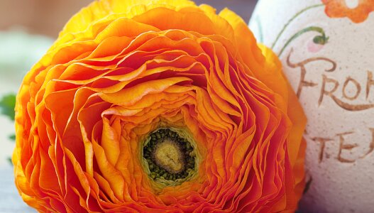 Bloom petals orange photo