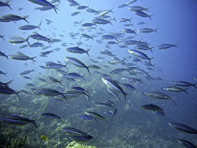 Fish swarm underwater blue photo