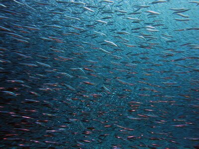 Fish swarm blue underwater world