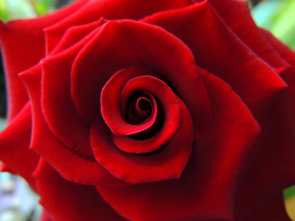 Love romance valentine