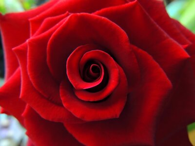 Love romance valentine