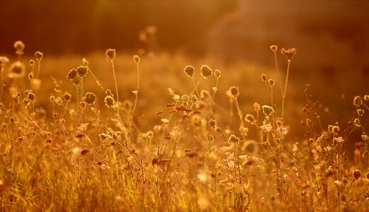 Red landscape vegetation