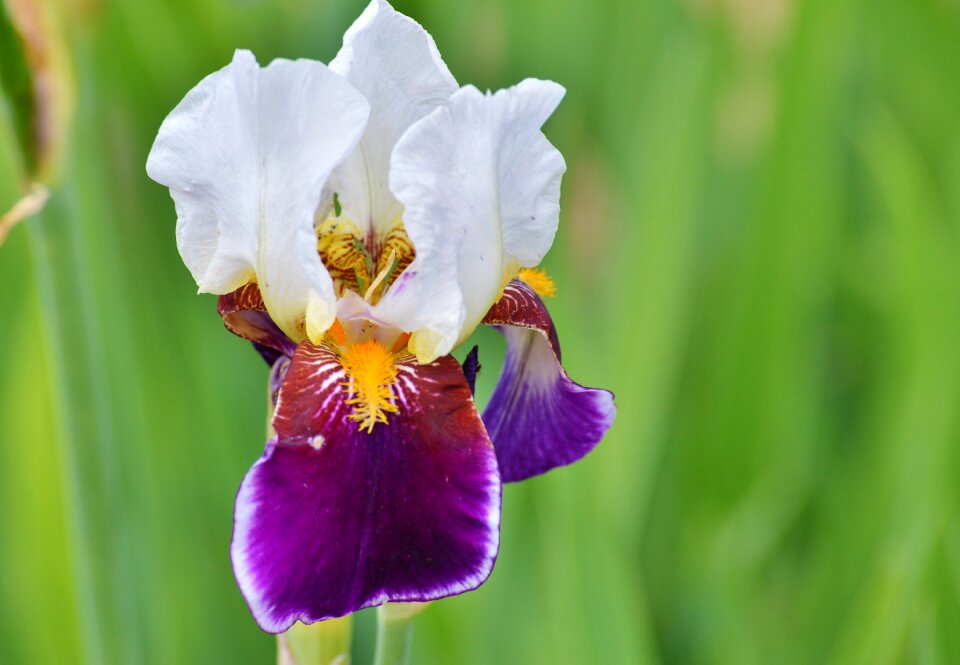Blossom bloom iridaceae