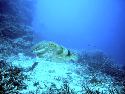 Water reef underwater world
