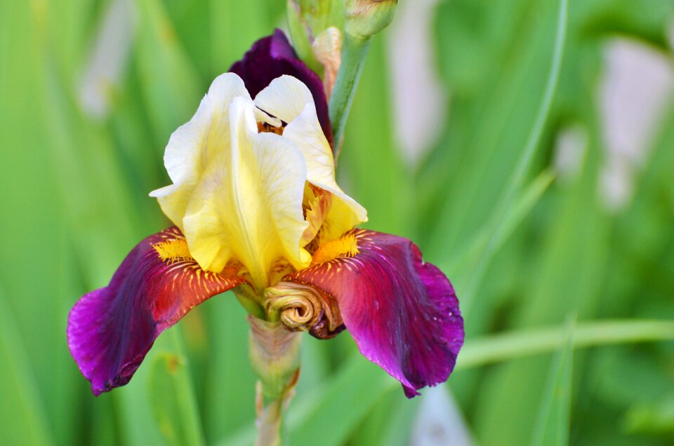 Blossom bloom iridaceae