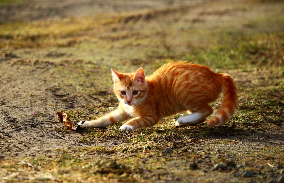 Red cat play leaf