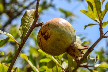 Healthy organic tree photo