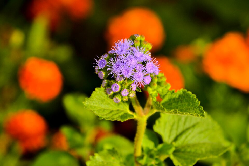 Green nature plant