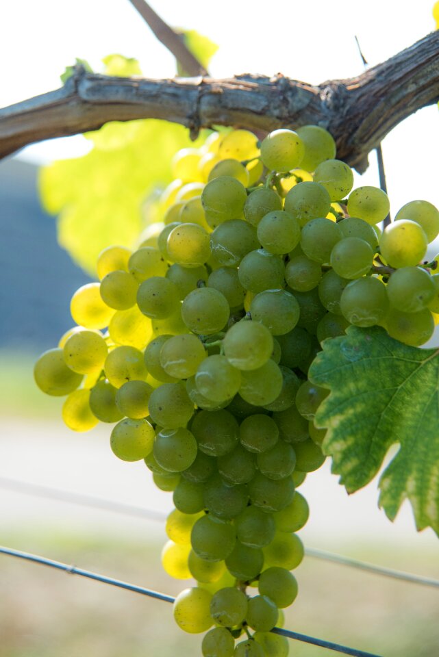 Fruit vines backlighting