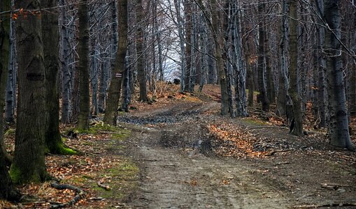 Magura wilkowicka spring the path
