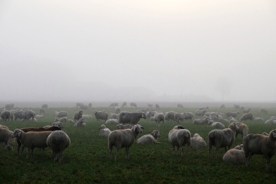 Morning mist nature landscape