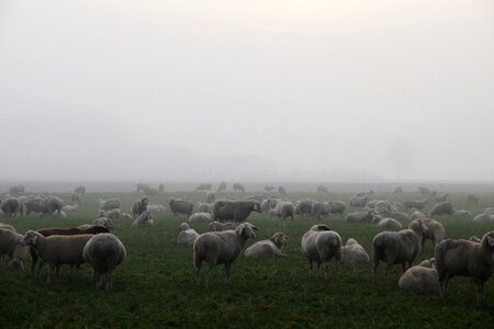 Morning mist nature landscape photo