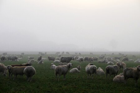 Morning mist nature landscape