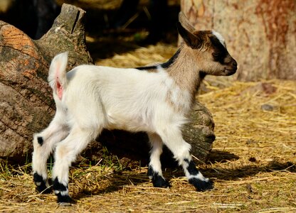 Kid farm small goat photo