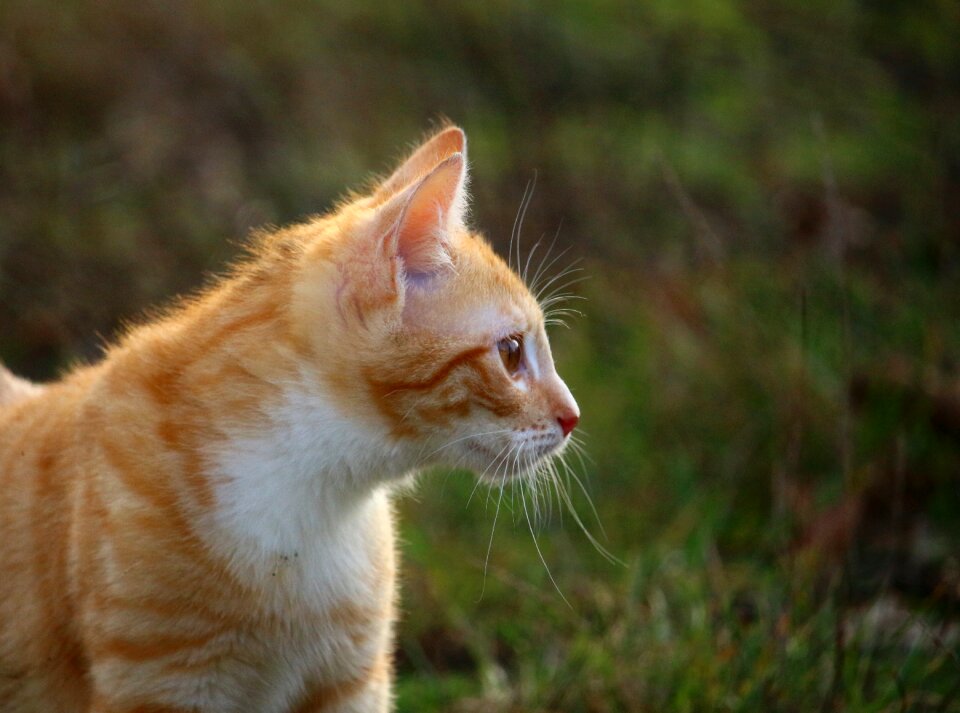 Red cat cat portrait cat baby