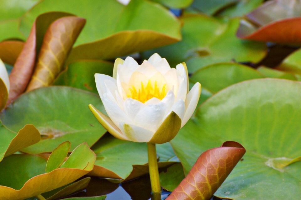 Water rose nuphar lutea pond plant