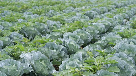 Vegetables green healthy