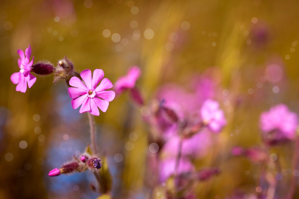 Pink flower blossom bloom