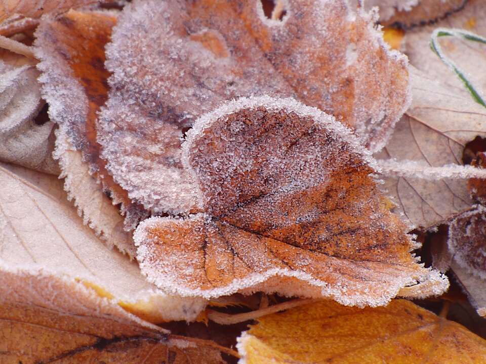 Winter frost iced