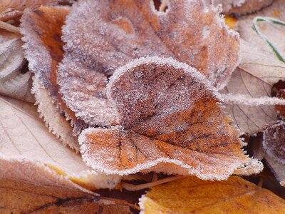 Winter frost iced photo