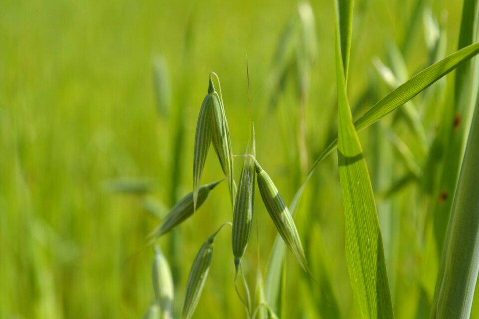 Green grass summer plant