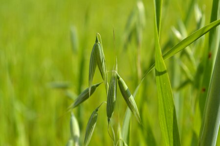 Green grass summer plant photo