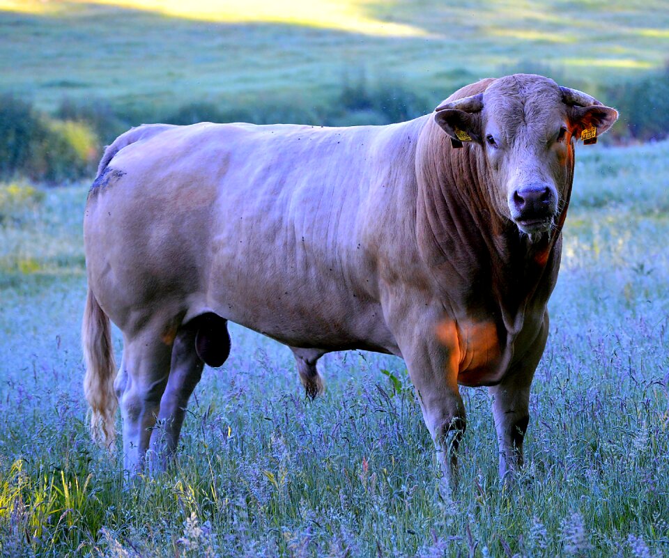 Pasture agriculture ruminant