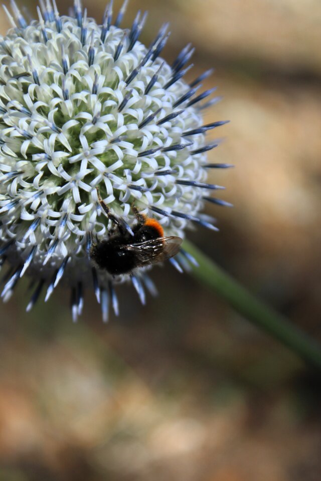 Macro nature spring