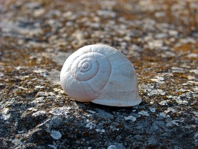 Spiral stone lichen