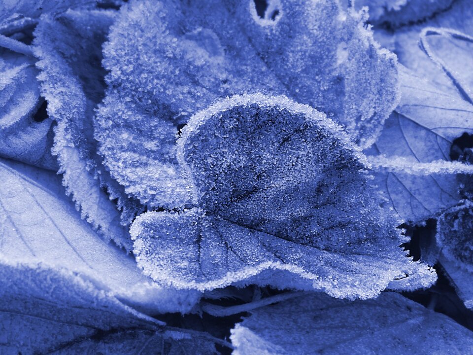 Winter cold hoarfrost