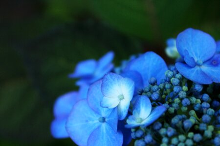 Nature blue blossom photo