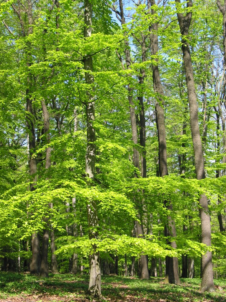 Trees lainzer tiergarten mood