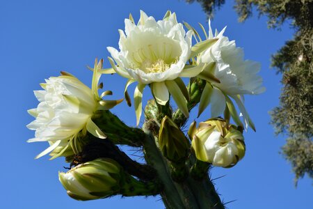 Garden flowering cactus flowers photo