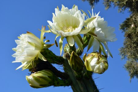 Garden flowering cactus flowers