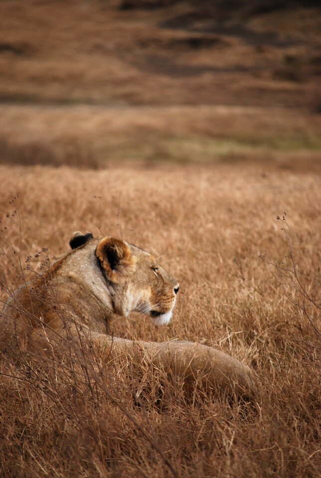 Safari camouflage tanzania