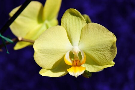 Potted plant plant bridal orchid photo