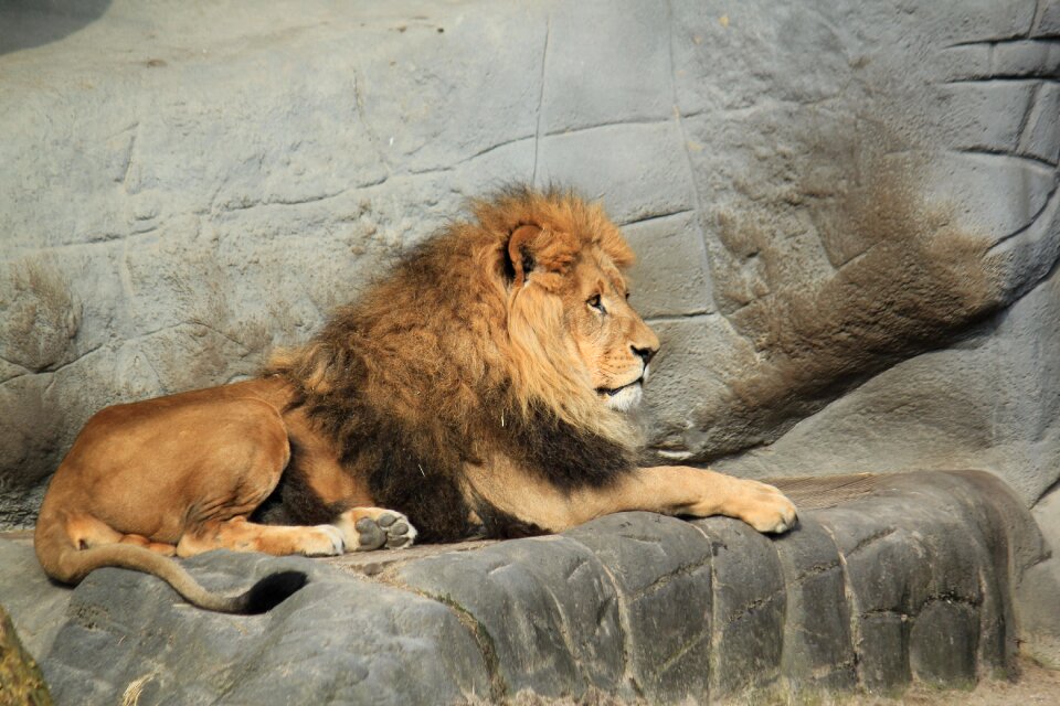 Males wild animals big cat