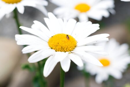 Flower sunflowers nature