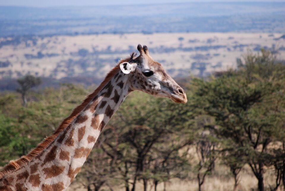 Giraffe africa safari
