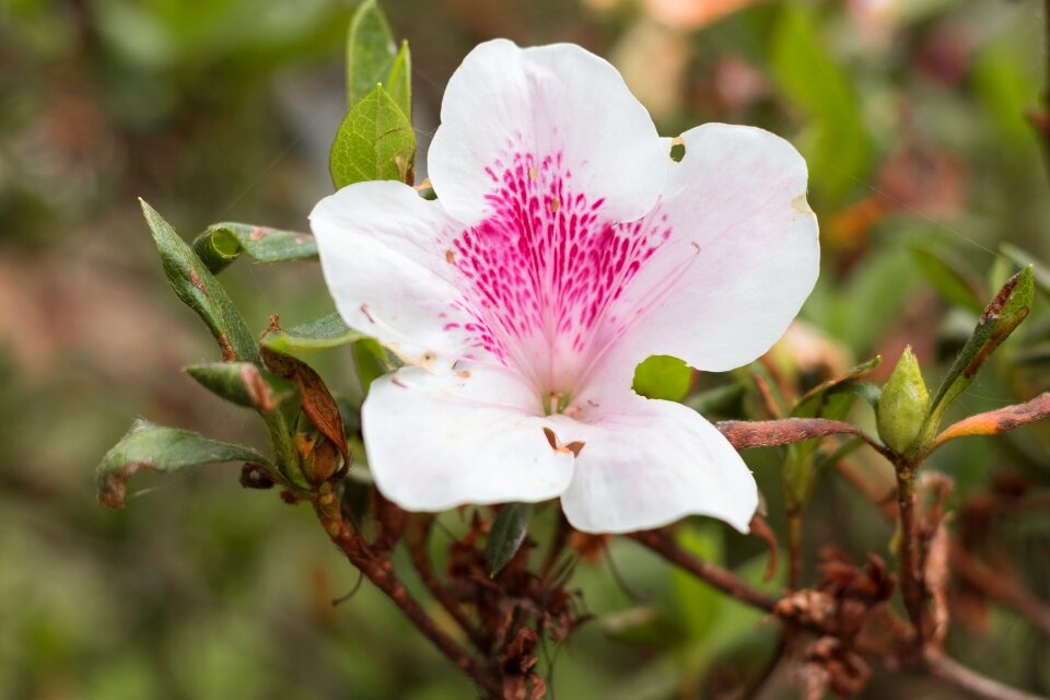 Nature flowers garden