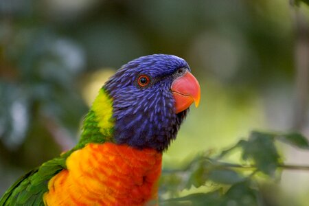 Bird park colorful birds