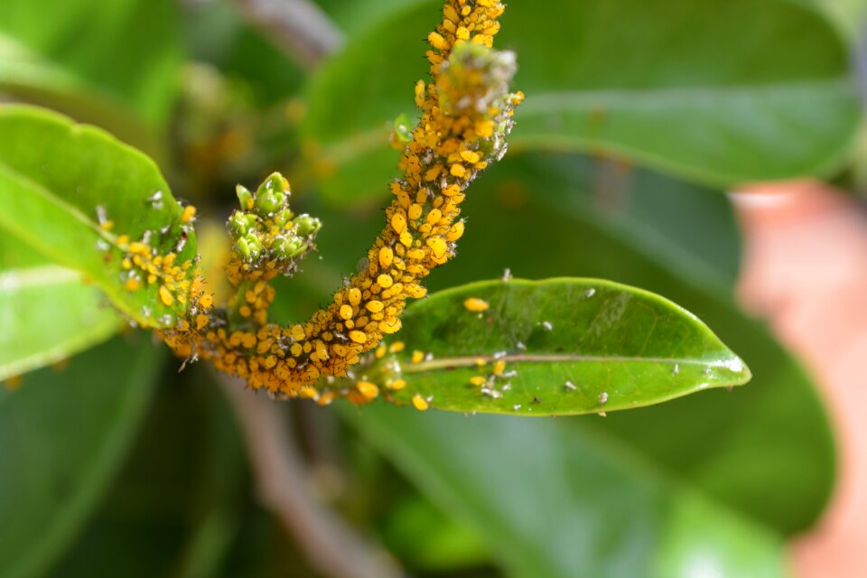 Estefanotes jasmine chinese plants