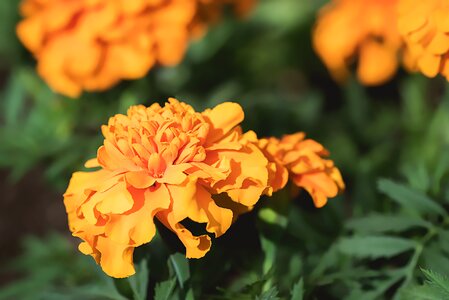 Flower orange flower blossom photo